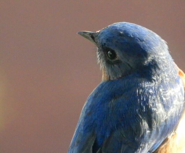 Eastern Bluebird