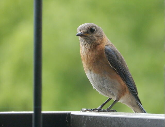 Eastern Bluebird