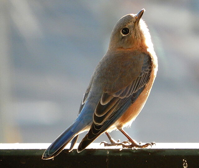 Eastern Bluebird