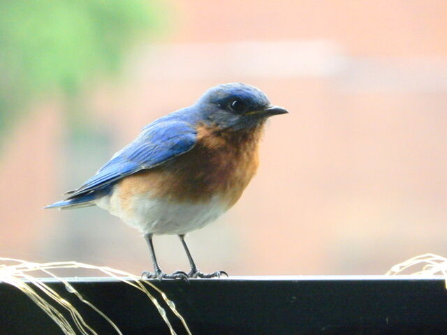Eastern Bluebird