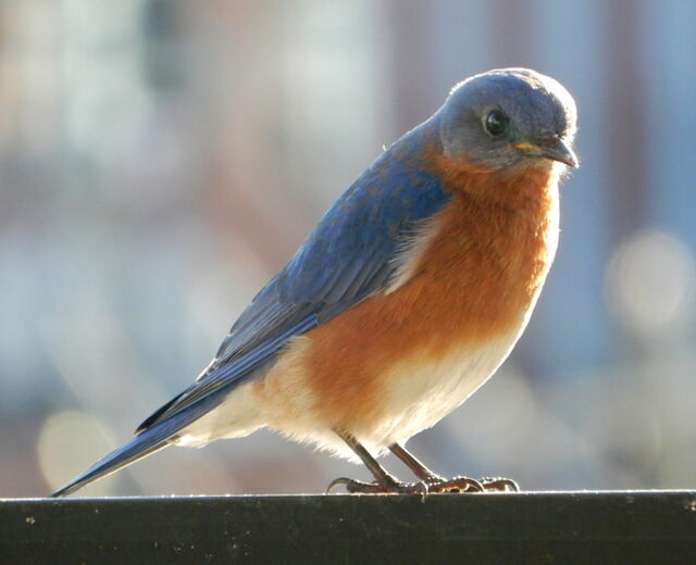 Eastern Bluebird