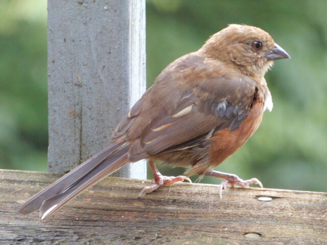 Eastern Towhee