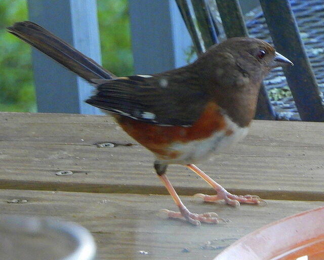 Eastern Towhee