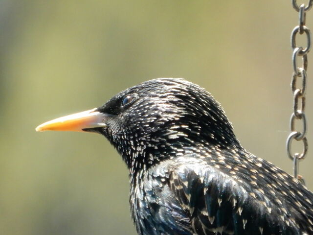European Starling