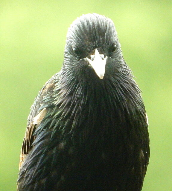 European Starling