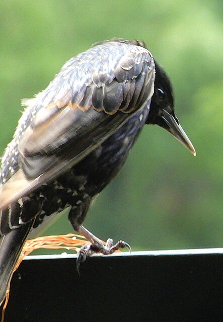 European Starling