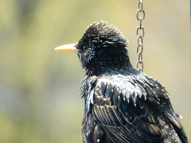 European Starling