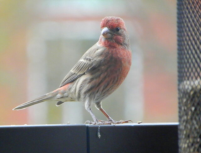 House Finch
