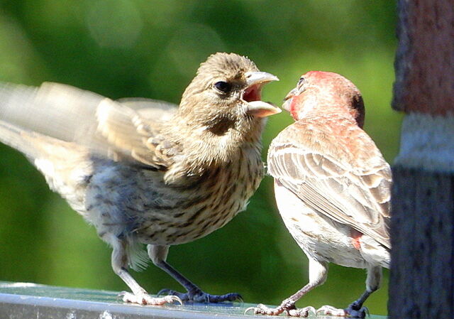 House Finch