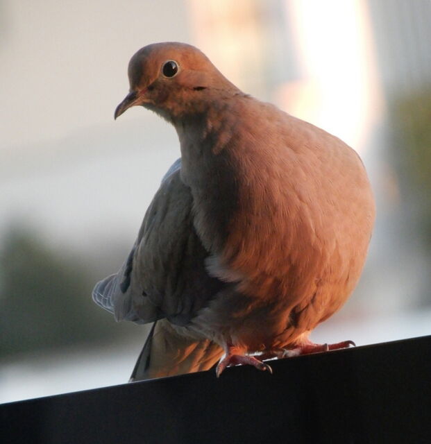 Mourning Dove