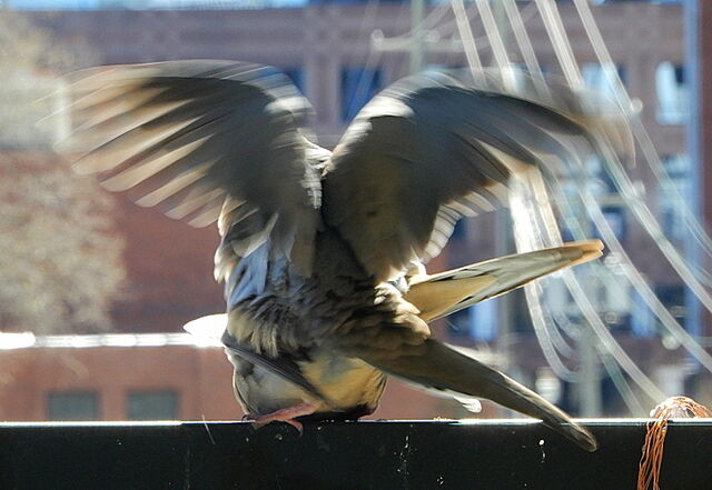 Mourning Dove