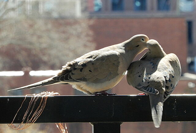 Mourning Dove