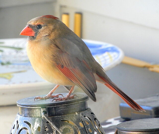 Northern Cardinal