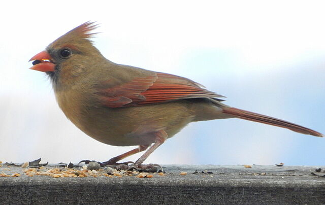 Northern Cardinal