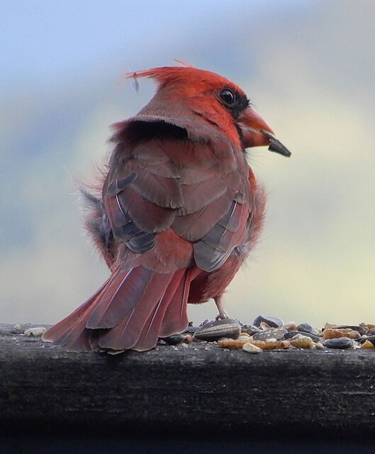 Northern Cardinal