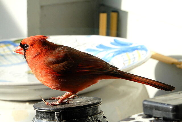 Northern Cardinal