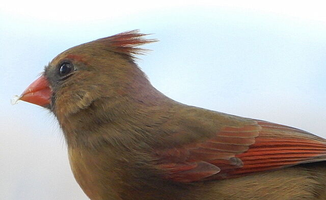 Northern Cardinal