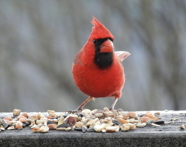 Northern Cardinal