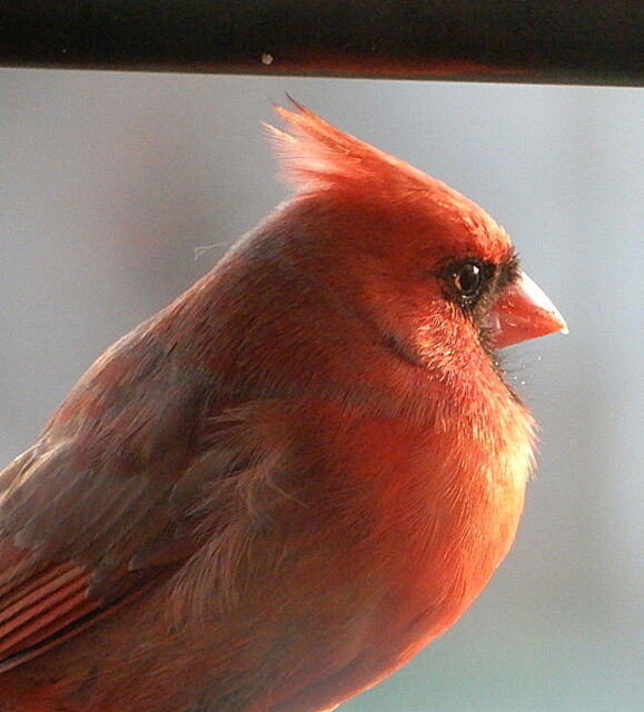 Northern Cardinal