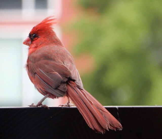 Northern Cardinal