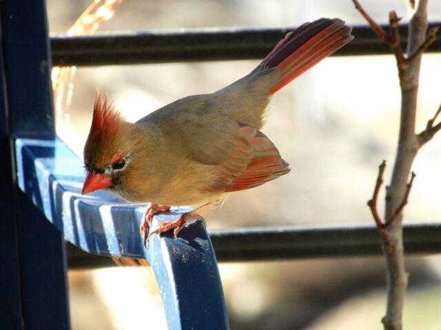 Northern Cardinal