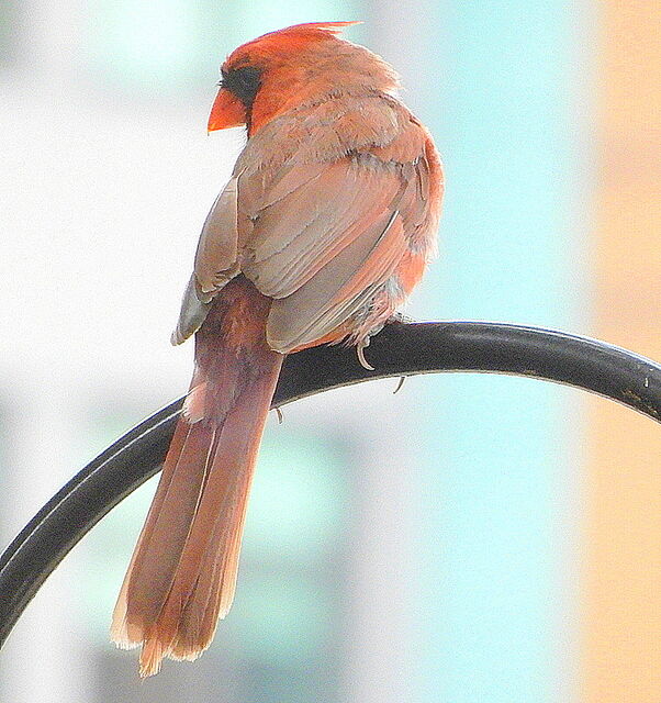Northern Cardinal