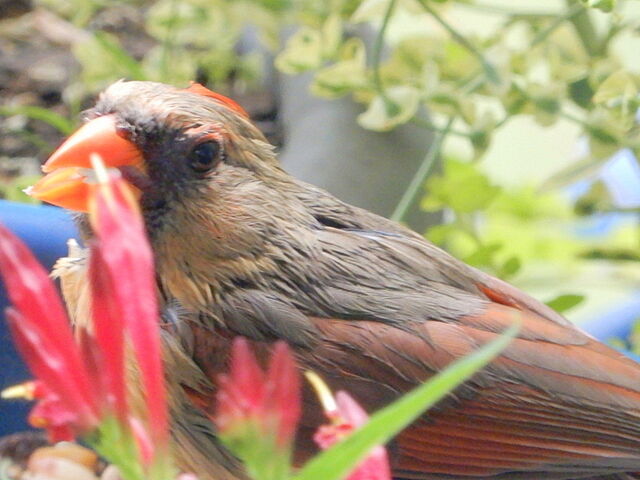 Northern Cardinal