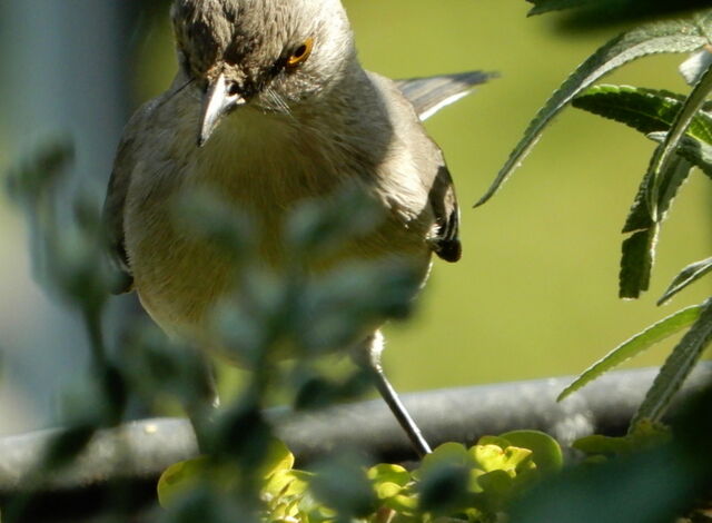 Northern Mockingbird