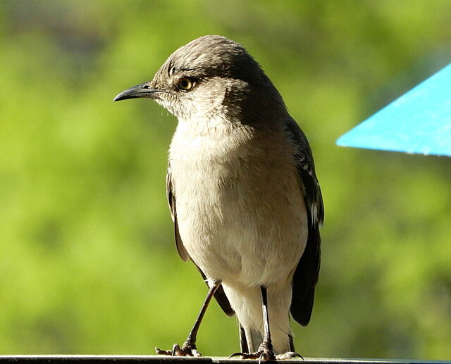 Northern Mockingbird