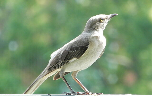 Northern Mockingbird