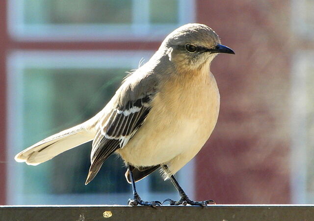 Northern Mockingbird