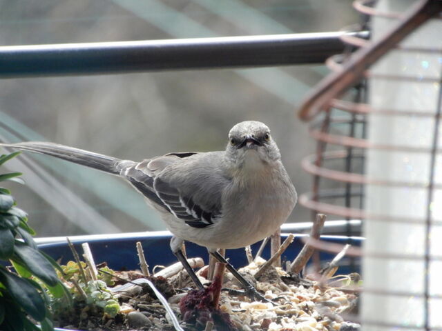 Northern Mockingbird