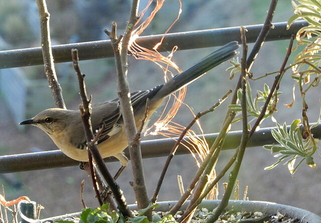 Northern Mockingbird