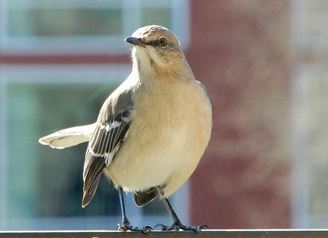 Northern Mockingbird