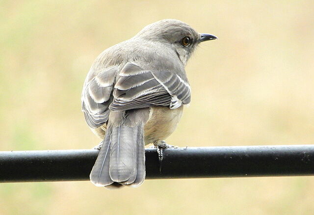 Northern Mockingbird