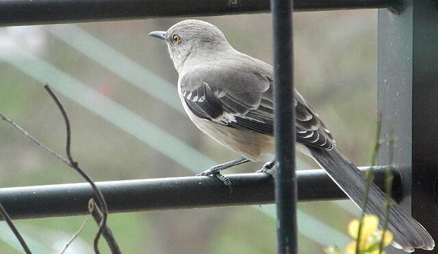 Northern Mockingbird