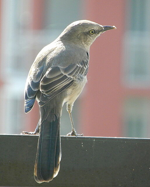Northern Mockingbird
