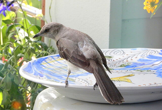 Northern Mockingbird