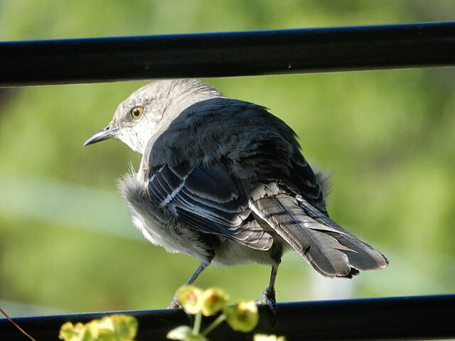 Northern Mockingbird