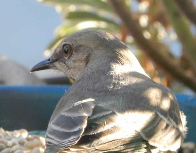 Northern Mockingbird