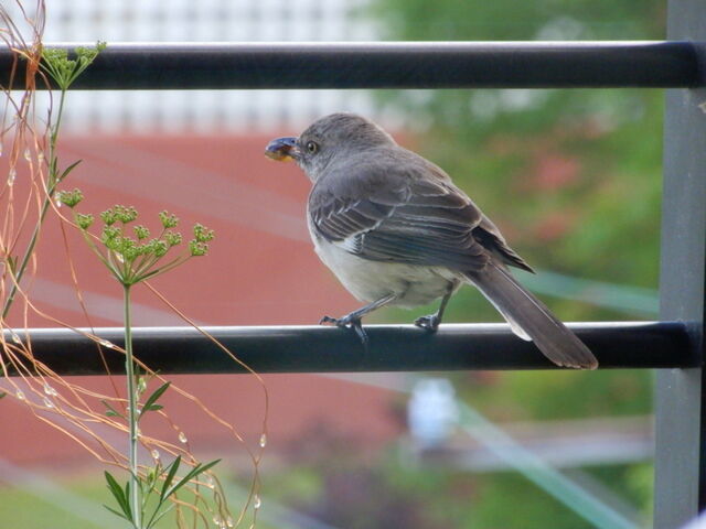 Northern Mockingbird