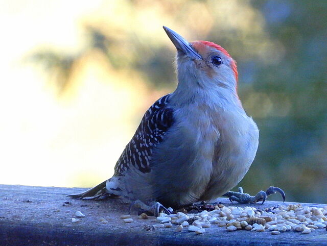 Red-bellied Woodpecker