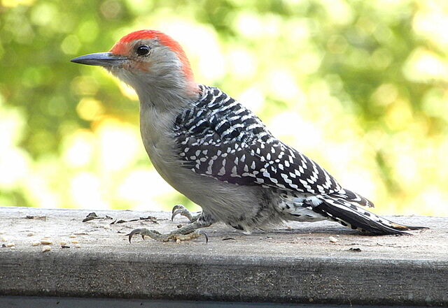 Red-bellied Woodpecker