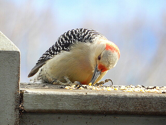 Red-bellied Woodpecker