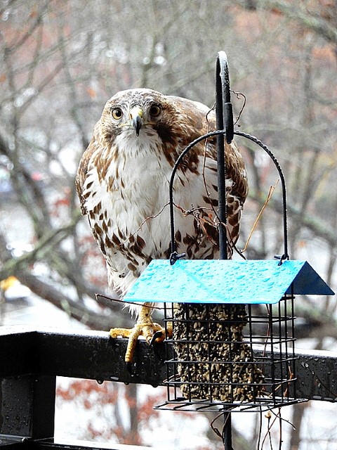 Red-tailed Hawk