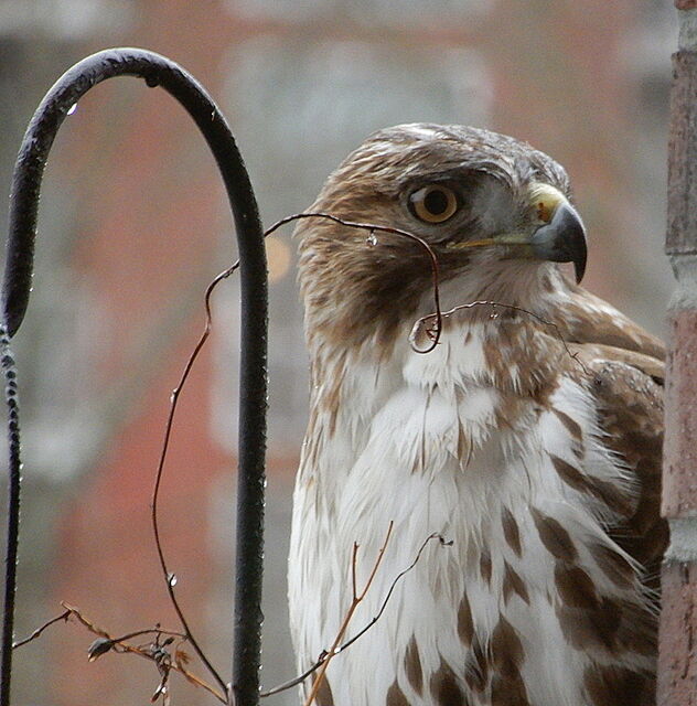 Red-tailed Hawk