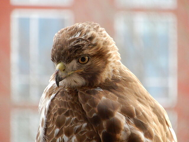 Red-tailed Hawk