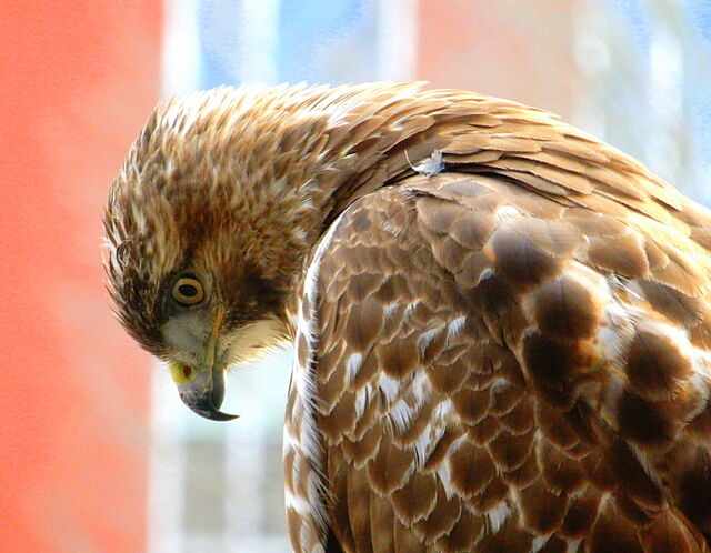 Red-tailed Hawk