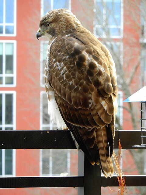Red-tailed Hawk