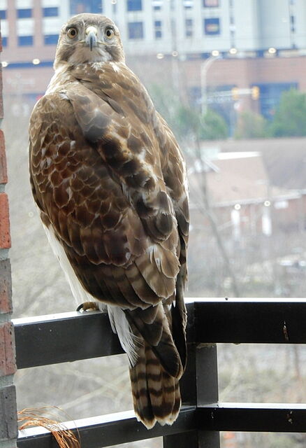 Red-tailed Hawk